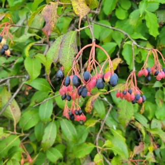 Close up of nannyberry berries.