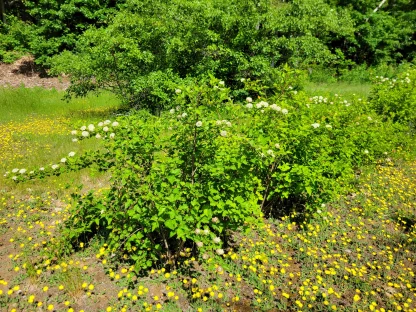 A ninebark shrub with green leaves and white flowers.