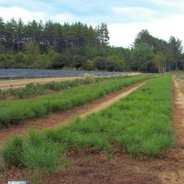 Rows of red pine 3-0 seedlings at the Nursery.