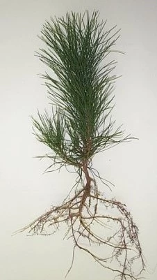 A bare-root 3-0 red pine seedling