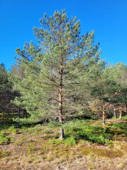 A planted Scotch pine tree.