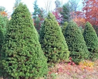 A row of well-sheared Scotch pine Christmas trees.