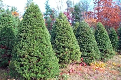 A row of well-sheared Scotch pine Christmas trees.