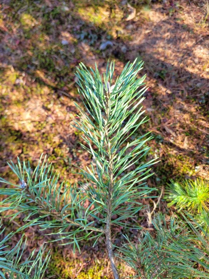 A closeup of Scotch pine needles.