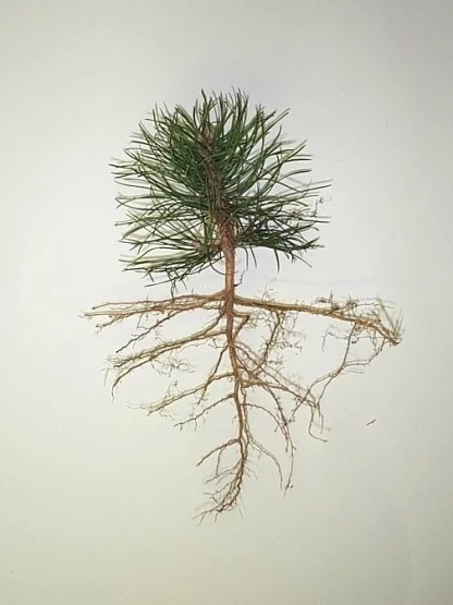 A bare-root 2-0 Scotch pine seedling.