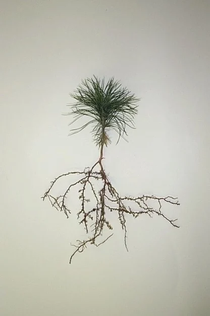 A bare-root 2-0 white pine seedling.