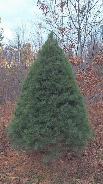 A well-sheared white pine Christmas tree.