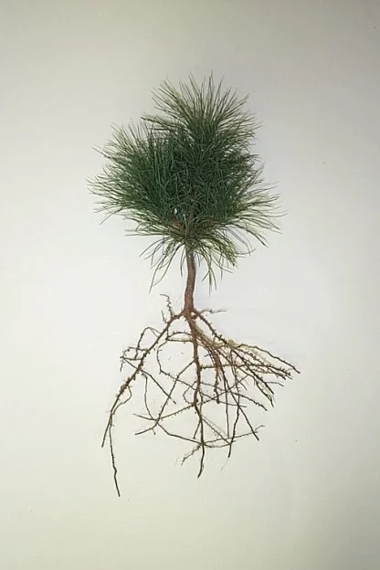 A bare-root 3-0 white pine seedling.