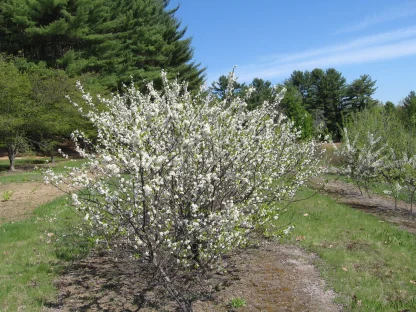 A beach plum shrub in spring bloom with white flowers.