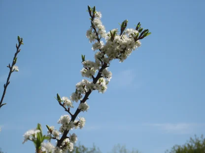 Closeup of a beach plum branch in spring bloom with clusters of white flowers.