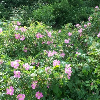 Virginia rose bush flowering.