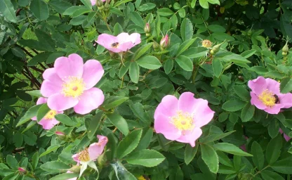 Virginia rose flowers with bees.