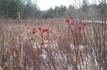 A wetland rose in a marsh in winter with dull red fruit still attached.