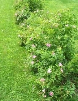 A row of wetland rose shrubs in full bloom with pink flowers.