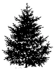 Graphic of a nicely sheared Christmas tree.