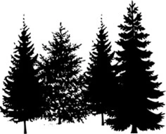 Graphic of several conifers planted closely together to create a windbreak or privacy screen.