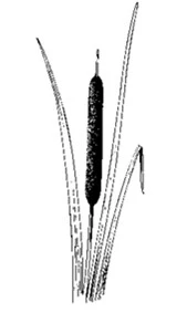 Graphic of a cattail wetland plant.