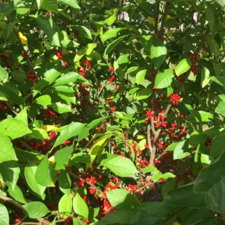 Closeup of a spice bush with bright red berries.