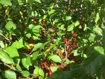 Closeup of a spice bush with bright red berries.