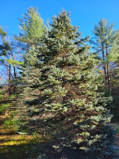 A large blue spruce Christmas tree.