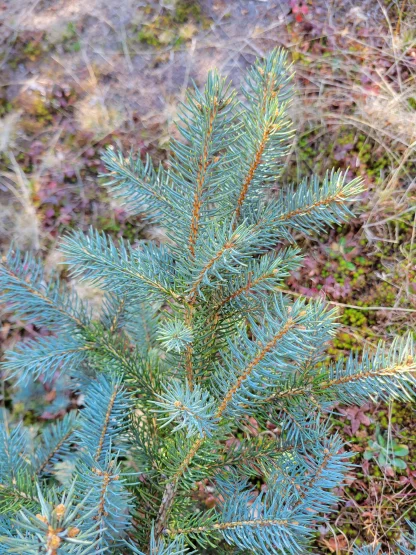 Closeup of blue spruce needles.
