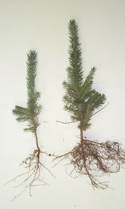 Two bare-root blue spruce 3-0 seedlings.