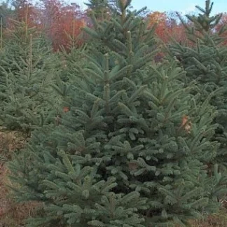 A well-sheared blue spruce Christmas tree.