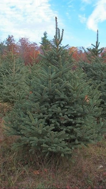 A well-sheared blue spruce Christmas tree.