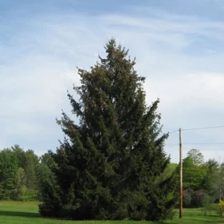 A large, spreading Norway spruce standing roadside.