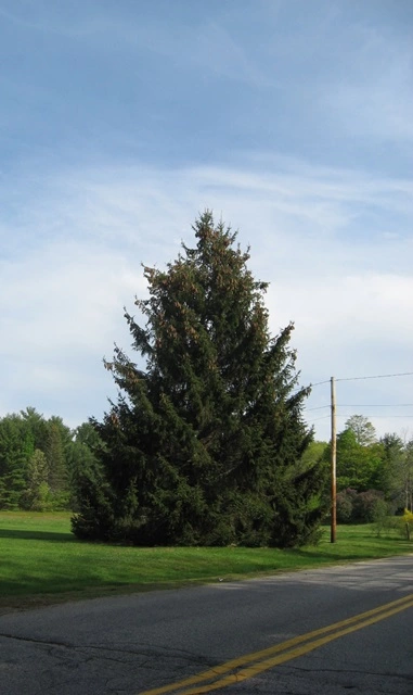 A large, spreading Norway spruce standing roadside.