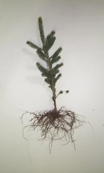 A bare-root Norway spruce 3-0 seedling.
