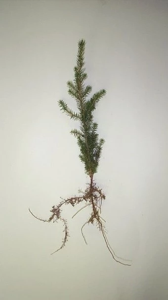 A bare-root red spruce 3-0 seedling.
