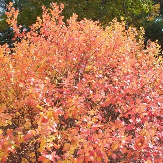 a fragrant sumac shrub in fall with brilliant orange-red color.