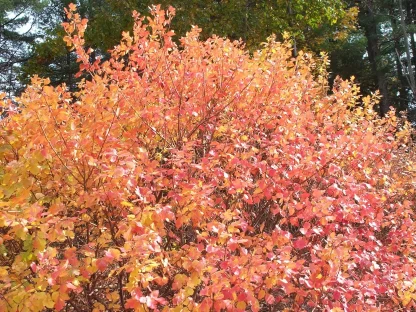 a fragrant sumac shrub in fall with brilliant orange-red color.