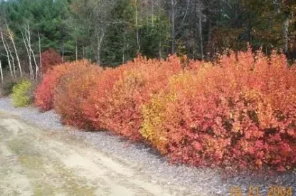 Hedge row of fragrant sumac in fall foliage