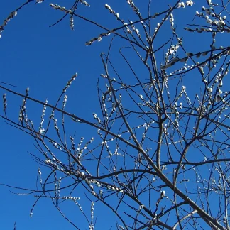 Closeup of several pussy willow branches in spring with fuzzy, white buds.