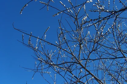 Closeup of several pussy willow branches in spring with fuzzy, white buds.