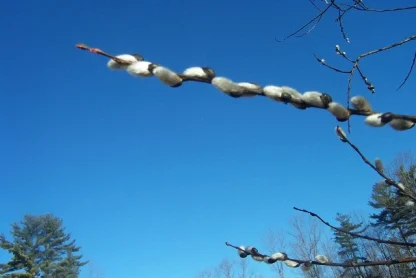 Closeup of pussy willow branch in spring with fuzzy, white buds.