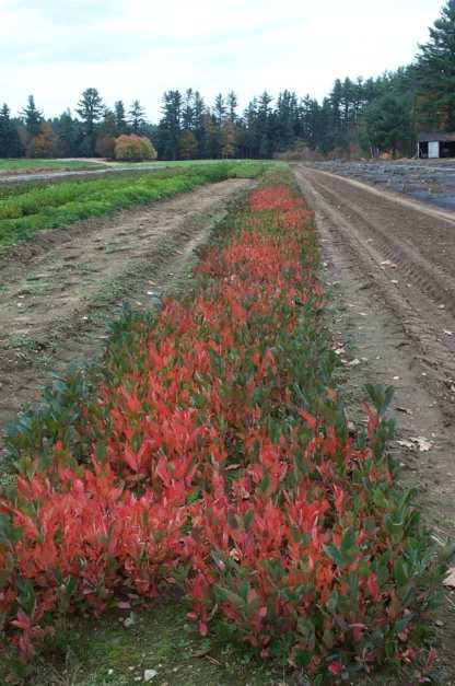 A row of bright red Aronia in the fall at the Nursery.
