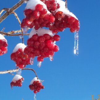 Cranberry, American