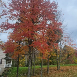 Red Maple with bright fall foliage.