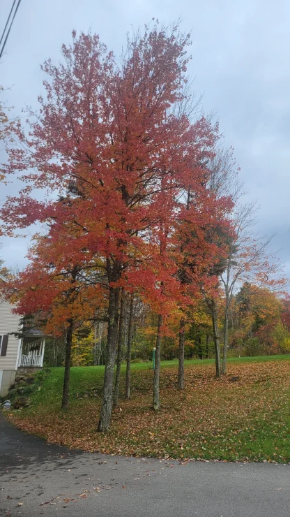 Red Maple with bright fall foliage.