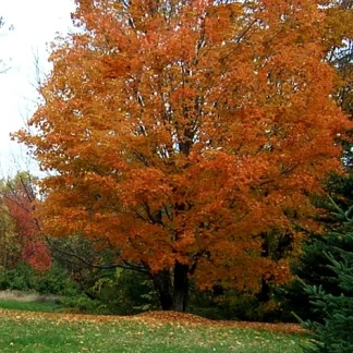 Brilliant orange sugar maple fall-foliage.