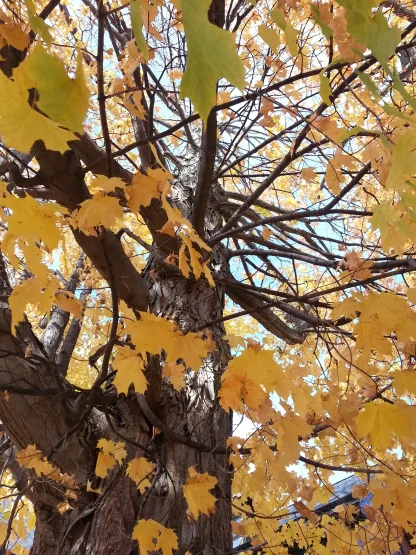Closeup of bark and fall foliage of sugar maple.