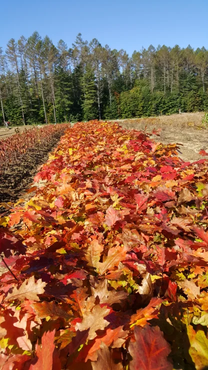 A row of red oak seedlings with brilliant yellow, orange, and red foliage at the Nursery in the fall.