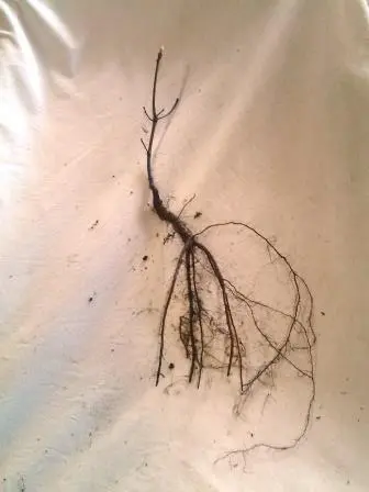 A bare-root red oak seedling.