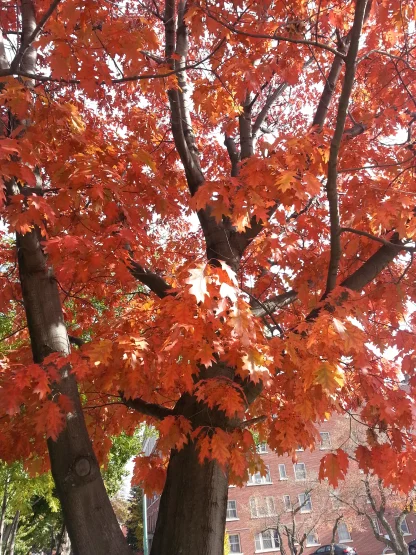 Brilliant red-orange red oak fall foliage.