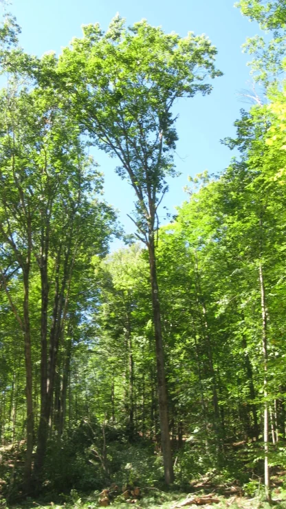 A mature red oak in the forest.
