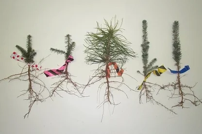 An example of the five bare-root seedling species found in the Christmas tree sampler package.