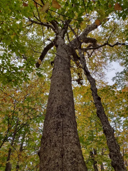 A mature yellow birch.